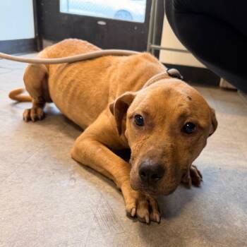Fanum -  Mixed Breed Dog for Adoption in Philadelphia, Pennsylvania - Fanum | PetCurious