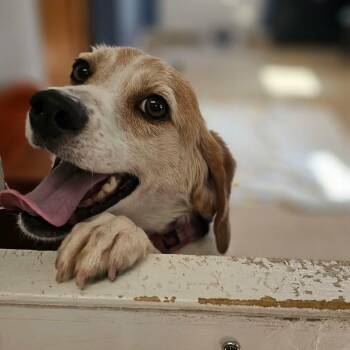 Pebbles -  Beagle Dog for Adoption in Sunderland, Maryland - Pebbles | PetCurious