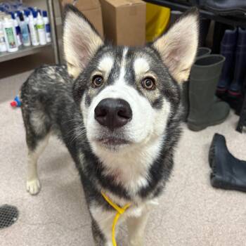 Lego -  Husky Dog for Adoption in Ardmore, Oklahoma - Lego | PetCurious