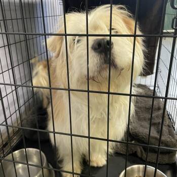 Terrier and Mixed Breed Dogs Available for Adoption in Spokane, Washington - Spritz   SPWA-Stray-147808 | PetCurious