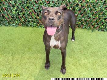 COWGIRL -  Mixed Breed Dog for Adoption in West Palm Beach, Florida - COWGIRL | PetCurious