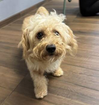 Prince Harry -  Shih Tzu and Standard Poodle Dog for Adoption in Hilton Head Island, South Carolina - Prince Harry | PetCurious