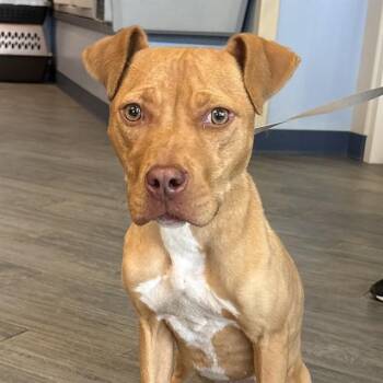 MAPLE -  Pit Bull Terrier and Mixed Breed Dog for Adoption in St. Louis, Missouri - MAPLE | PetCurious