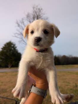 Rescue Great Pyrenees and Husky Dogs for Adoption in Spring Hill, Tennessee - Anna | PetCurious