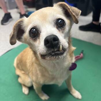 Josie -  Pug and Chihuahua Dog for Adoption in Ashland, Oregon - Josie | PetCurious