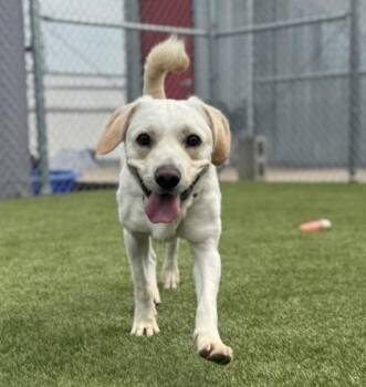Otter -  Mixed Breed Dog for Adoption in West Chester, Pennsylvania - Otter | PetCurious