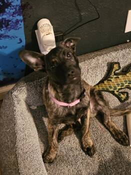 Rescue German Shepherd Dog Dogs for Adoption in Incline Village, Nevada - Tink | PetCurious