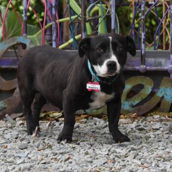 Pit Bull Terrier and Basset Hound Dogs Available for Adoption in Wake Forest, North Carolina - Wagdalena | PetCurious