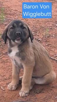 Great Pyrenees and Anatolian Shepherd Dogs Available for Adoption in Waunakee, Wisconsin - Baron Von Wigglebottom | PetCurious
