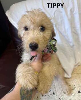 Tippy -  Goldendoodle Dog for Adoption in Washington, Georgia - Tippy | PetCurious