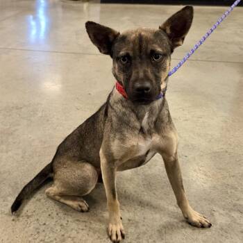 Nacho 2026 -  Feist and Chihuahua Dog for Adoption in Cincinnati, Ohio - Nacho 2026 | PetCurious