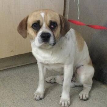 Chihuahua Dogs Available for Adoption in Riverside, California - JR | PetCurious