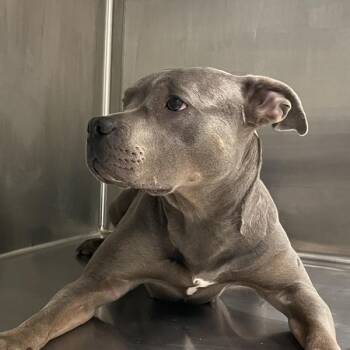 American Staffordshire Terrier Dogs Available for Adoption in Des Moines, Iowa - Ingrid | PetCurious