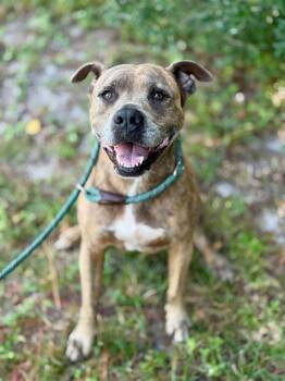 Rescue Boxer and Labrador Retriever Dogs for Adoption in Fort Walton Beach, Florida - BAILEY | PetCurious
