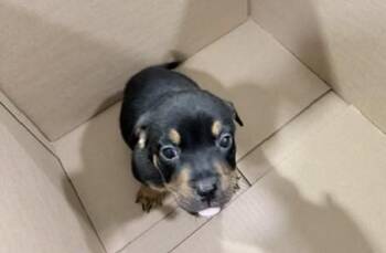 THUMBELINA -  Rottweiler and Mixed Breed Dog for Adoption in Fort Lauderdale, Florida - THUMBELINA | PetCurious