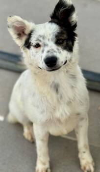 Australian Shepherd and Cattle Dog Dogs Available for Adoption in Fort Lupton, Colorado - Akasaka | PetCurious
