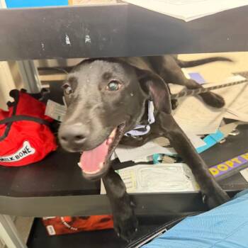 JoJo -  Mixed Breed Dog for Adoption in Englewood, Florida - JoJo | PetCurious