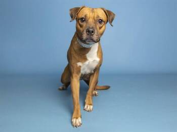 SWEETPEA -  Pit Bull Terrier and Mixed Breed Dog for Adoption in Phoenix, Arizona - SWEETPEA | PetCurious