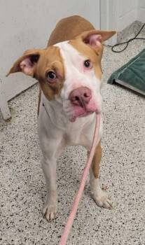 Pony -  Pit Bull Terrier and Mixed Breed Dog for Adoption in Kansas City, Missouri - Pony | PetCurious