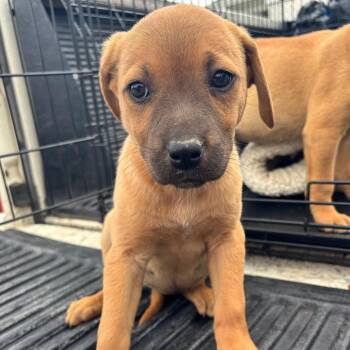 Maple Syrup -  Boxer and Labrador Retriever Dog for Adoption in Nashville, Tennessee - Maple Syrup | PetCurious