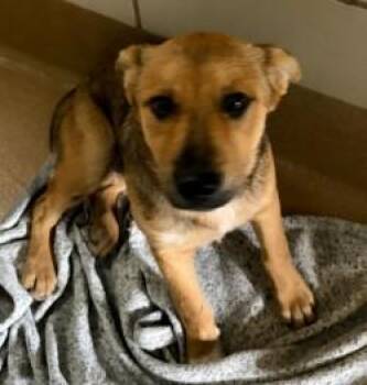 German Shepherd Dog Dogs Available for Adoption in Murphy, Texas - Finn | PetCurious