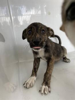 Labrador Retriever Dogs Available for Adoption in Houston, Texas - A656671 | PetCurious