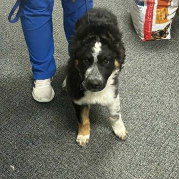 Border Collie and Poodle Dogs Available for Adoption in Wichita, Kansas - Toby | PetCurious