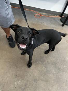 BLACKIE -  Mixed Breed Dog for Adoption in Dallas, Texas - BLACKIE | PetCurious