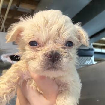 Stott -  Jack Russell Terrier Dog for Adoption in West Chester, Pennsylvania - Stott | PetCurious