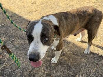 DATA -  Catahoula Leopard Dog Dog for Adoption in Rowlett, Texas - DATA | PetCurious