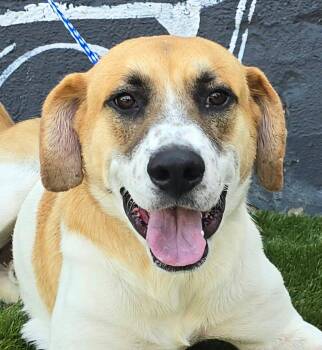 Bear -  Labrador Retriever and Anatolian Shepherd Dog for Adoption in Newport, Tennessee - Bear | PetCurious