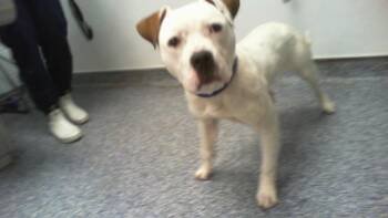 A1266517 -  Pit Bull Terrier Dog for Adoption in Charlotte, North Carolina - A1266517 | PetCurious