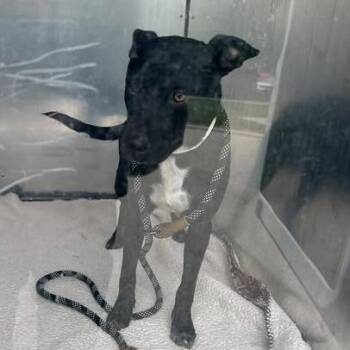Neville -  Mixed Breed Dog for Adoption in Bristol, Indiana - Neville | PetCurious