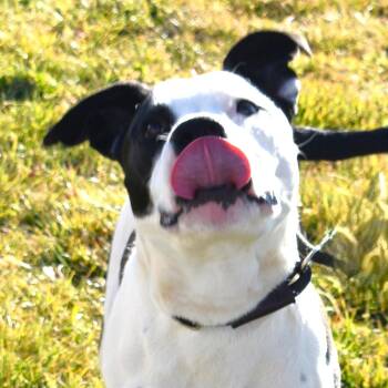Pit Bull Terrier and Mixed Breed Dogs Available for Adoption in Rifle, Colorado - Clyde | PetCurious