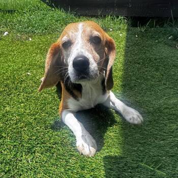 PR48 - 6724 aka Rosie -  Beagle Dog for Adoption in Loxahatchee Groves, Florida - PR48 - 6724 Aka Rosie | PetCurious
