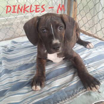 Dinkles (3mo, 20lbs) -  Hound Dog for Adoption in Hinton, West Virginia - Dinkles (3mo, 20lbs) | PetCurious
