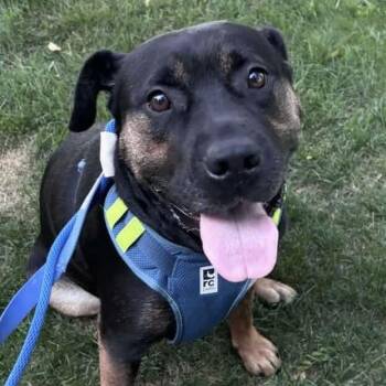 Rescue Rottweiler Dogs for Adoption in Niagara Falls, Ontario - Soda (20250816-05) | PetCurious