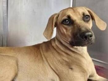 Rescue Mixed Breed Dogs for Adoption in Georgetown, Texas - Rosy | PetCurious