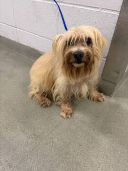 PATTY -  Shih Tzu and Mixed Breed Dog for Adoption in Houston, Texas - PATTY | PetCurious