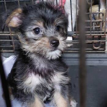 Lacy -  Chihuahua and Yorkshire Terrier Dog for Adoption in Webster, Texas - Lacy | PetCurious
