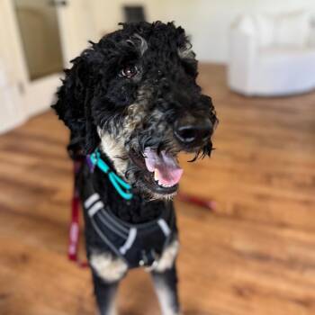 Shaggy -  Bernese Mountain Dog and Standard Poodle Dog for Adoption in Pacific Grove, California - Shaggy | PetCurious