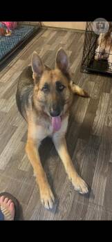 German Shepherd Dog Dogs Available for Adoption in Palm Harbor, Florida - Raya | PetCurious
