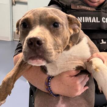 Bella -  Pit Bull Terrier Dog for Adoption in Greensboro, North Carolina - Bella | PetCurious