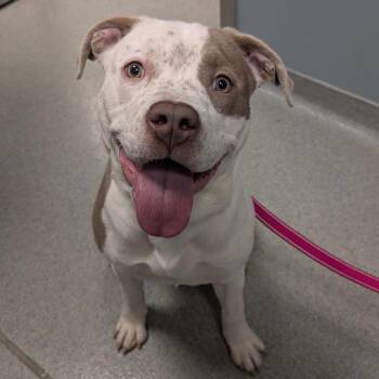 Pit Bull Terrier Dogs Available for Adoption - Lenny | PetCurious