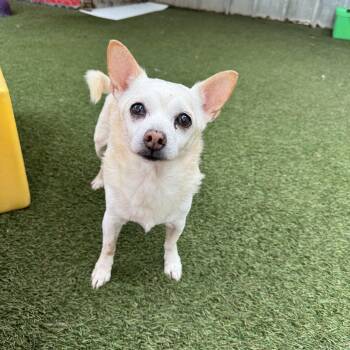 Chihuahua Dogs Available for Adoption - Rambo | PetCurious