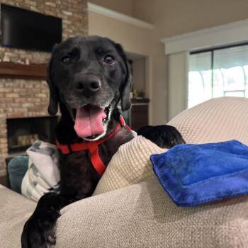Shadow -  Labrador Retriever Dog for Adoption in Alafaya, Florida - Shadow | PetCurious