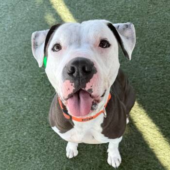 Pit Bull Terrier Dogs Available for Adoption in Los Angeles, California - Rascal Just Wants To Be Loved | PetCurious