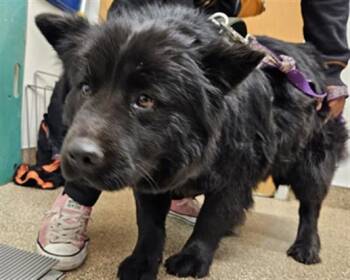 Chow Chow and Mixed Breed Dogs Available for Adoption - LAYLA | PetCurious