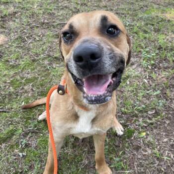 Rescue Boxer Dogs for Adoption in Heber Springs, Arkansas - Dude | PetCurious