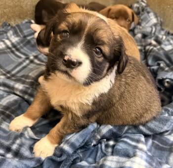 Rescue Terrier Dogs for Adoption in Corinth, Mississippi - Cinnamon 25D-354 | PetCurious